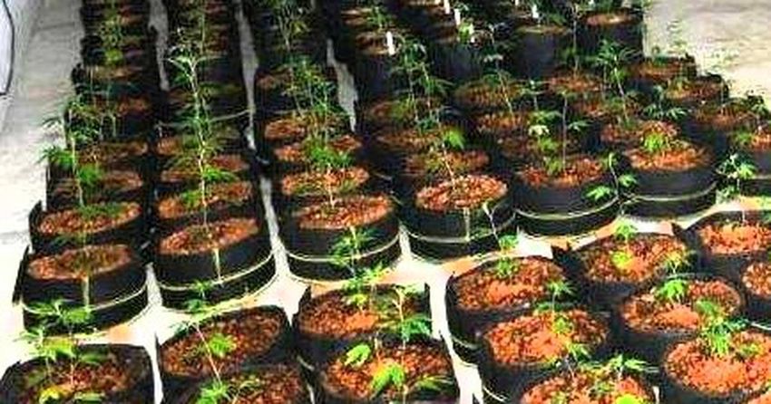  Donegal gardaí seize large quantity of cannabis plants in raid