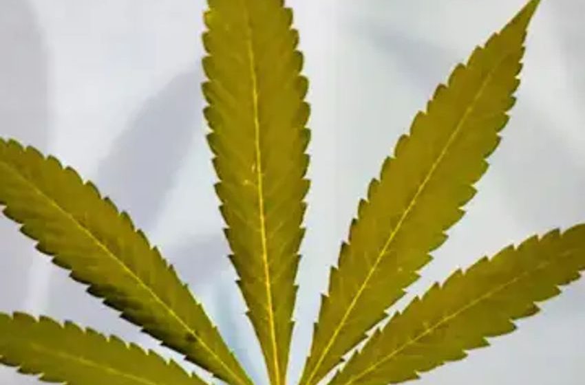  Cannabis Leaves Turning Yellow? Here’s How To Treat Them And Prevent Them In The Future
