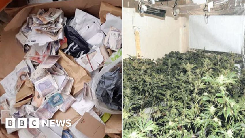  Fake Hull estate agent cannabis growing gang jailed