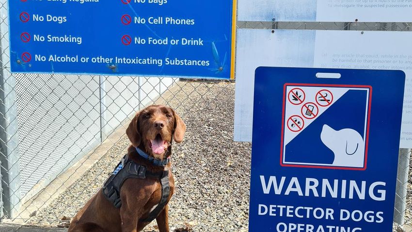  Drug-detecting prison dogs discover meth hidden in desk-top fans addressed to inmates