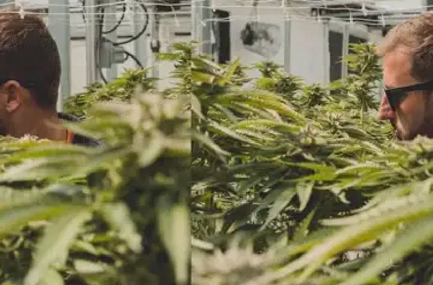  Surfing World Champion Says Weed ‘Doesn’t Define Work Ethic,’ Wants Other Surfers To Try It