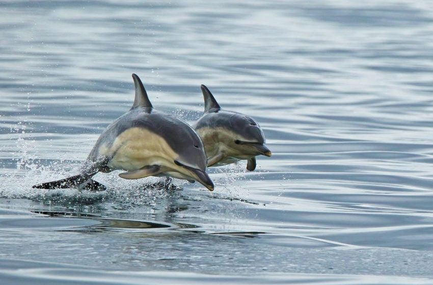  New RefSeq Annotations Now Available!