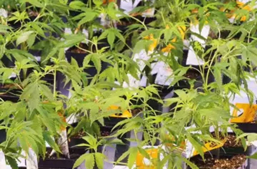 Aurora Cannabis reports $25.2-million net loss as it buys Australian medical pot firm