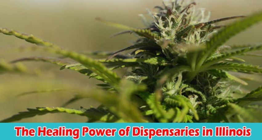  The Healing Power of Dispensaries in Illinois: A Look at Medical Marijuana Products