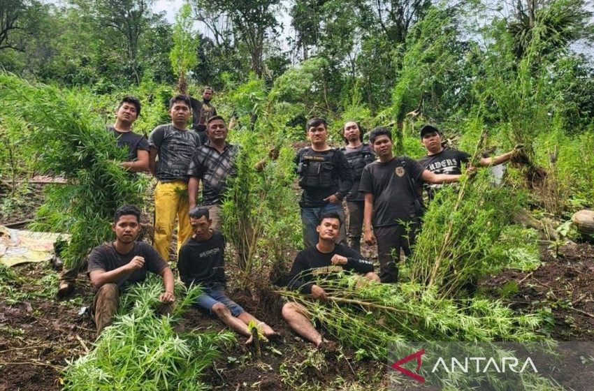  South Sumatra police find two-hectare marijuana field in Empat Lawang