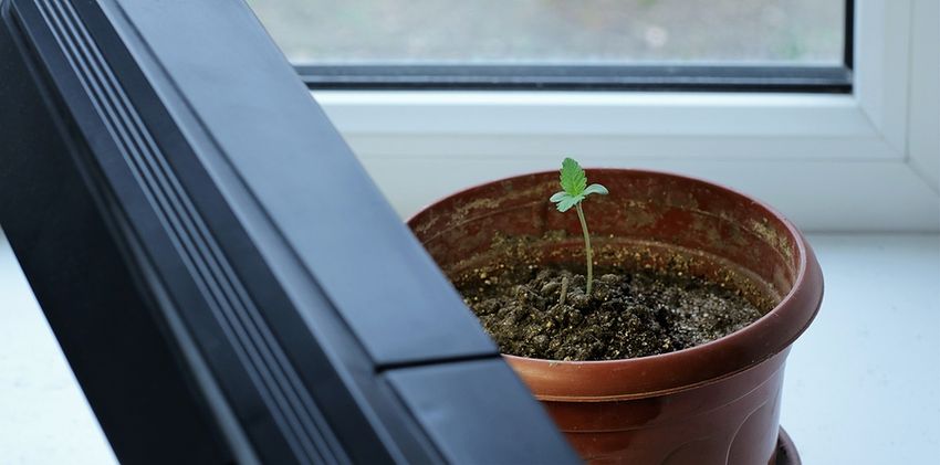  Autoflower Seeds: A Revolution in Cannabis Cultivation