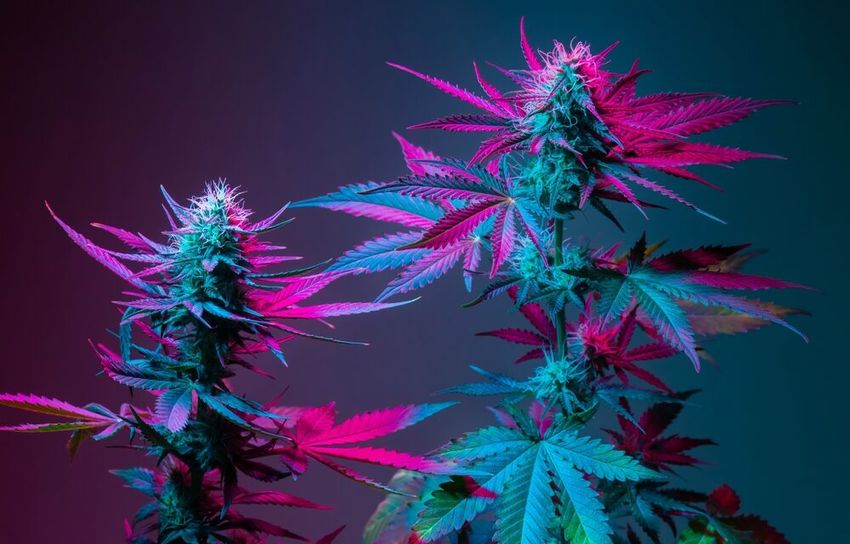  Weed Strain of the Week: Rainbow Belts