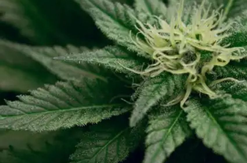  A Dramatic Demonstration Of Cannabis Illiquidity