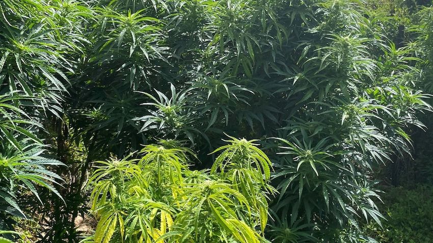  Police find 98 cannabis plants growing in national park