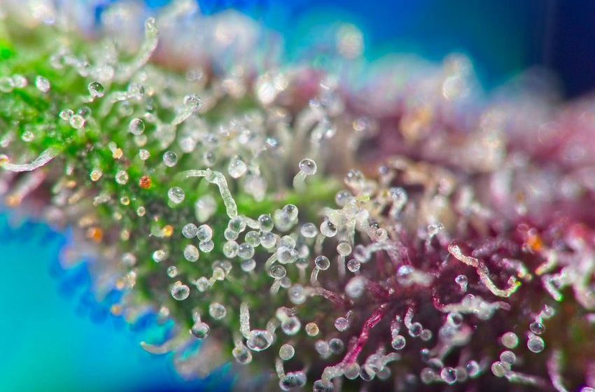  Can Triploid Genetics Be The Game Changer For The Cannabis Industry?