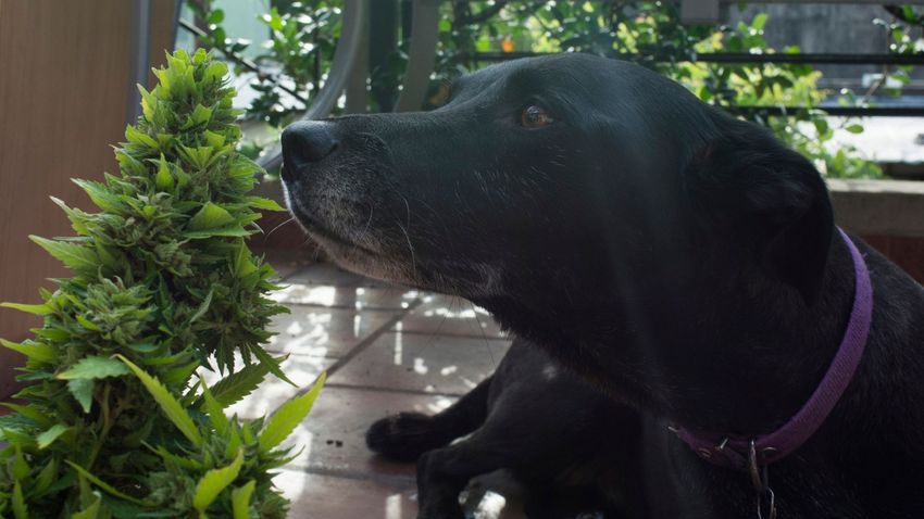  38% of Danish dog owners turn to cannabis for pet care