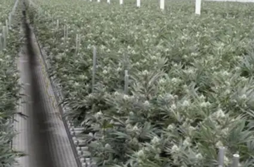  Cannara Biotech Q1 Results: Revenue, Net Income And Market Share Up, Quarter Also Marks Company’s First Export Sale