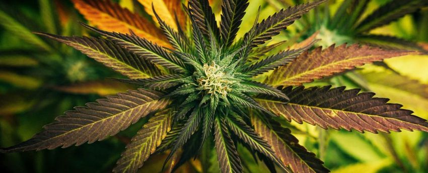 Scientists Reveal How Long a Cannabis High Actually Lasts