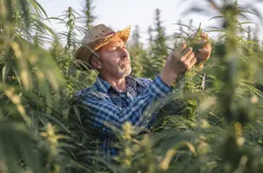  Which Pot Stock Will Climb in 2024: Green Thumb Industries vs. Aurora Cannabis