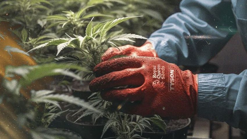  Collaborative Unique Cannabis Seeds – TYSON 2.0 and Royal Queen Seeds Enter into a Partnerhip (TrendHunter.com)