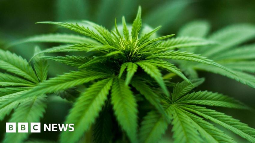  Two arrested over £285,000 cannabis seizure