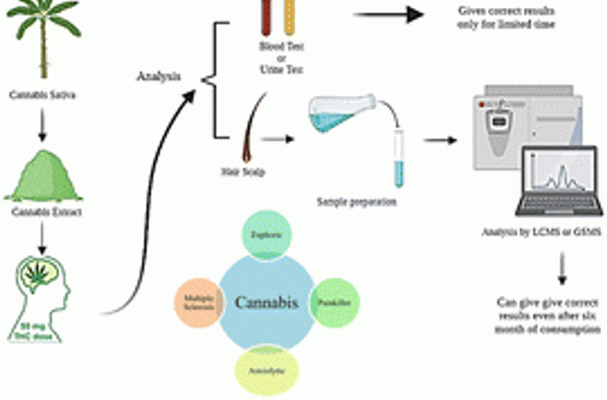  Analytical techniques for screening of cannabis and derivatives from human hair specimens