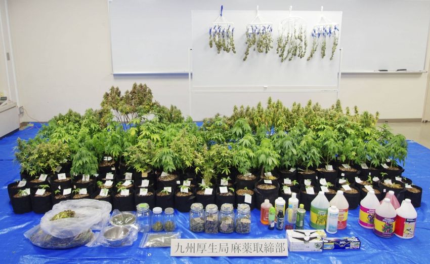 Number of young marijuana offenders hits record high in Japan