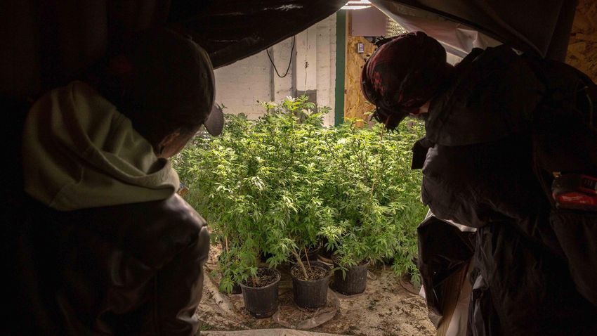  They Signed Up to Grow Weed. Then New York State Pushed Them Into the Black Market