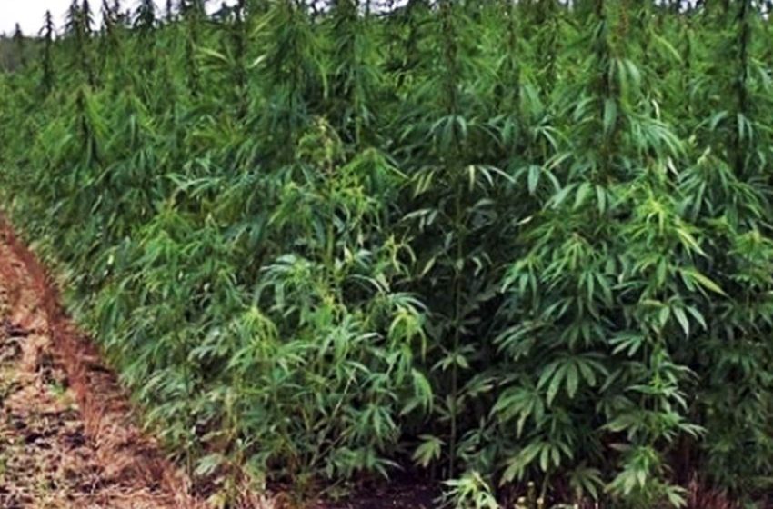  ‘Planting for Ganja and Jobs’: ‘Wee’ farming & smoking rule Krobo Wurapong