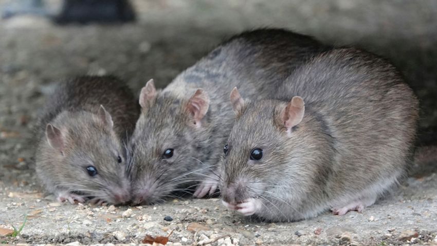 ‘They’re all high’: Rats eat marijuana from police evidence room