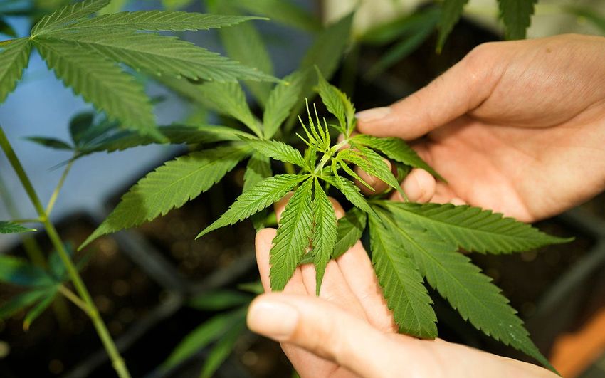  German government to decriminalize limited amounts of marijuana