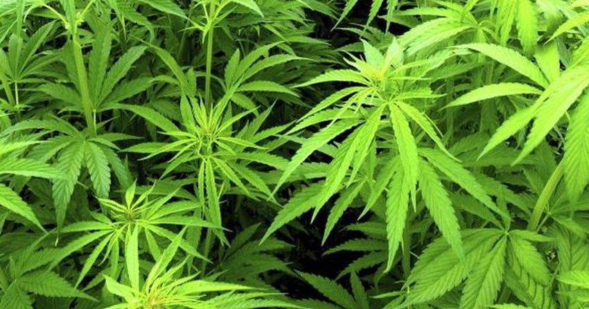  Man arrested after cannabis worth €612,000 seized at Dublin Airport