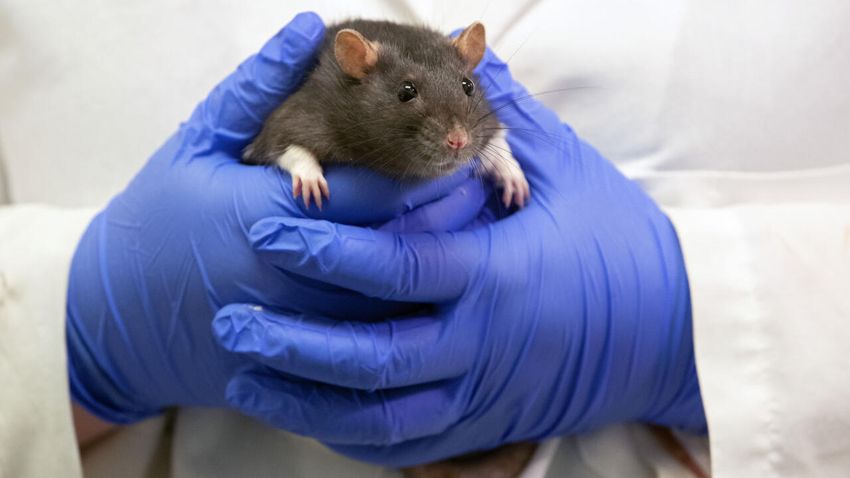  Rats in US police headquarters ‘high’ from eating seized marijuana