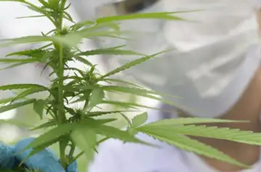 Why Marijuana and CBD Stocks Were Buzzing Today