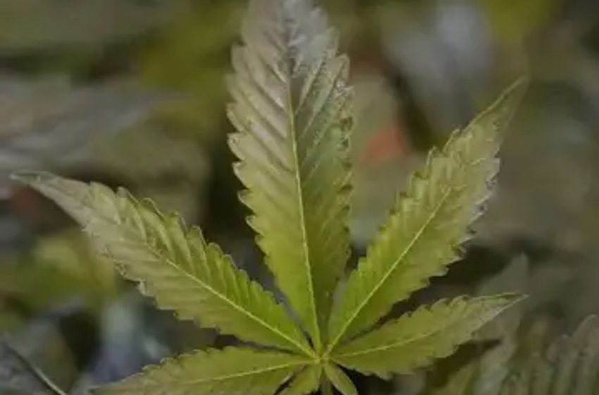  Milpitas City Council considers adopting new medicinal marijuana delivery regulations