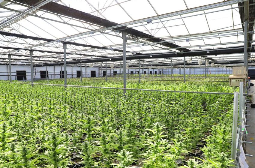  Advanced analytical technologies for controlling medical cannabis production