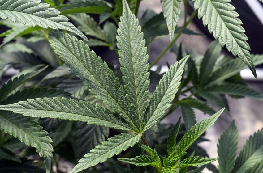  Big Player in American Pot: Chinese Mafias