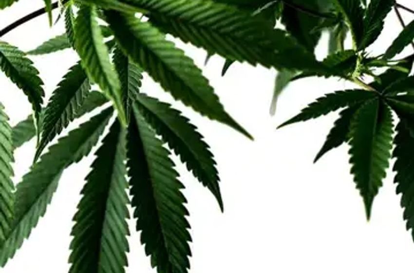  A belated bureaucratic reversal on pot