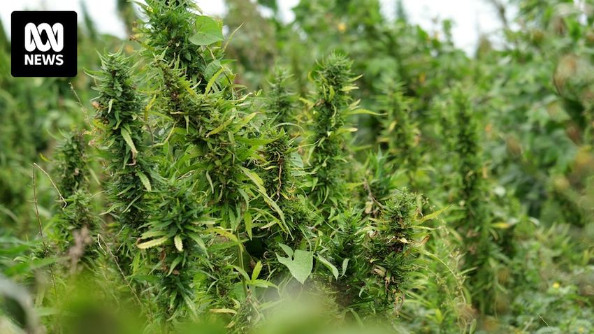  A university’s plan to supercharge hemp production has failed to secure funding. Where to next?