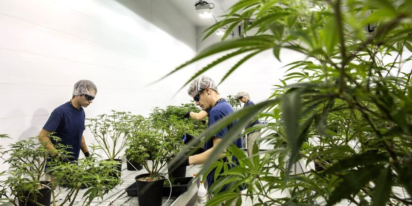  Canopy Growth shares—predicted to hit zero last year—surge as Germany decriminalizes cannabis