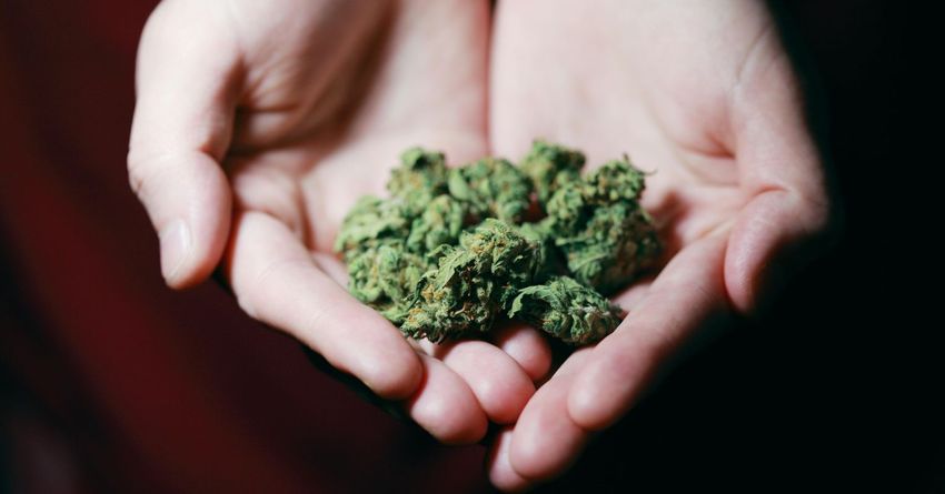 The High Rate of Dependence Among Medical Cannabis Users