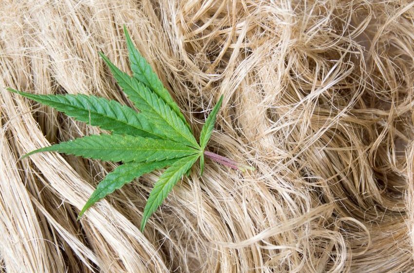 Hemp Fiber Market to Hit Over $50B by 2028, Report Indicates | High Times