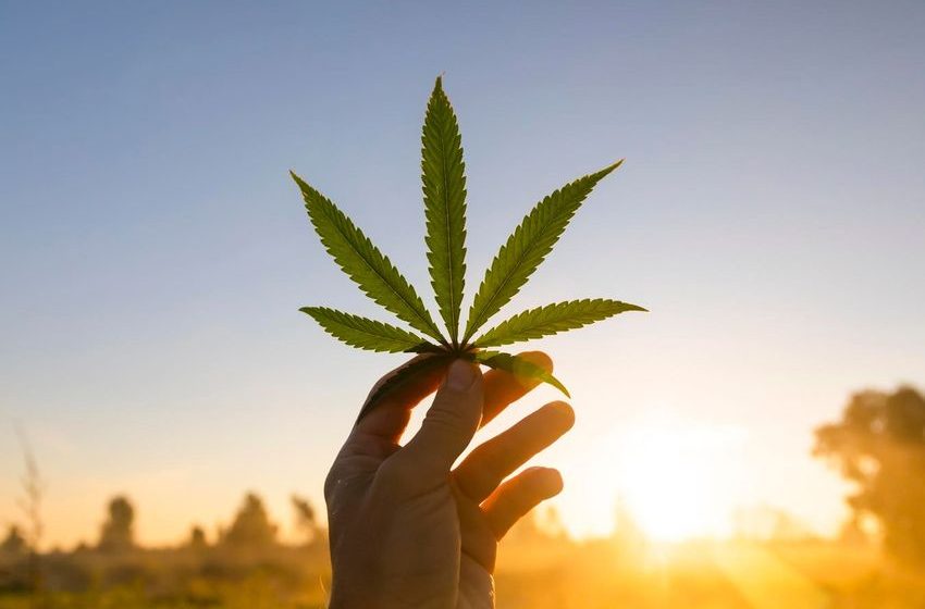  Cannabis May Help Treat Melanoma Skin Cancer, New Study Suggests