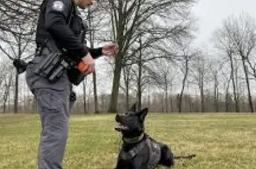 Ohio’s legalization of marijuana is putting nearly 400 police dogs out of work who can’t unlearn the smell of weed