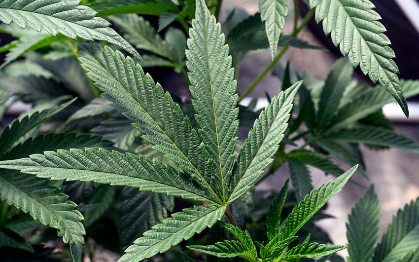  New York governor orders probe of marijuana licensing program ‘disaster’ amid black market surge