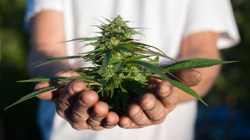  Cannabis advocate urges Manitoba NDP to change rules as group appeals ban on homegrown plants