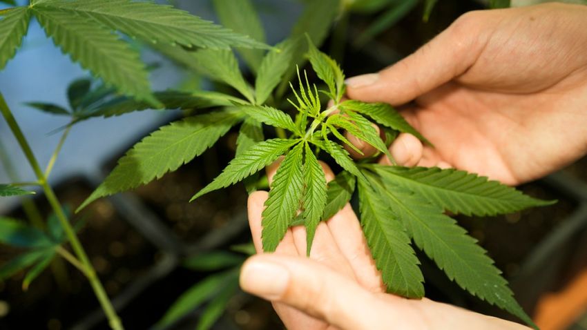  Germany legalises cannabis possession for personal use from April