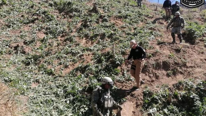  Authorities Destroy 40 Thousand Square Meters Of Marijuana In Chihuahua