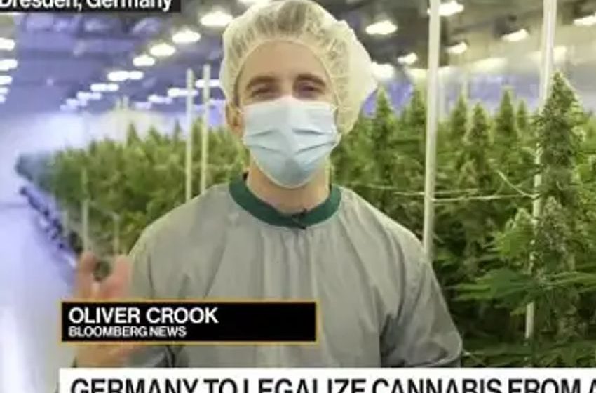  Cannabis: Germany to Partially Legalize Use From April 1