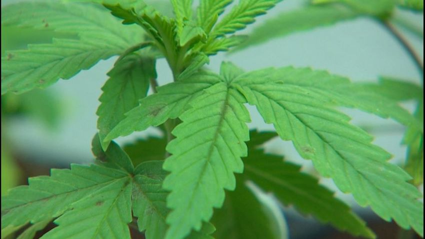  Hospitals see increase in kids ingesting THC