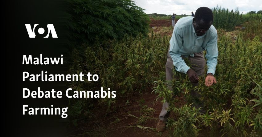 Malawi Parliament to Debate Cannabis Farming
