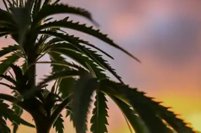  Viridian Chart Of The Week: Is Consolidation Increasing In Cannabis?