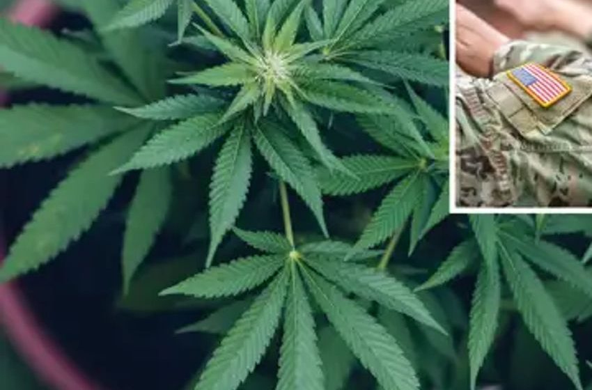  Joe Biden’s Cannabis pardons do not apply to everyone