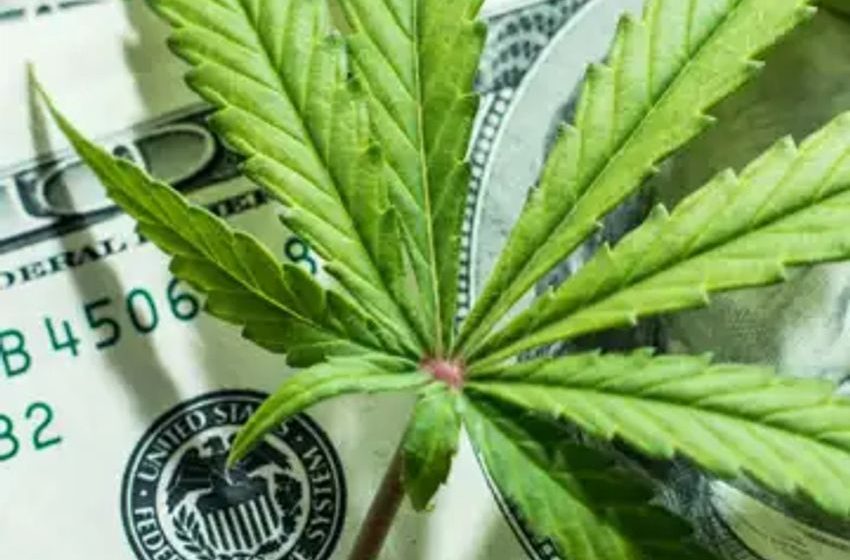  The 3 Most Undervalued Cannabis Stocks to Buy in March 2024