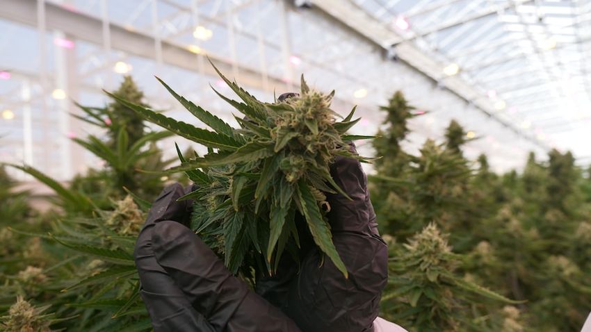  One of Australia’s largest medicinal cannabis producers has shares suspended over funding concerns